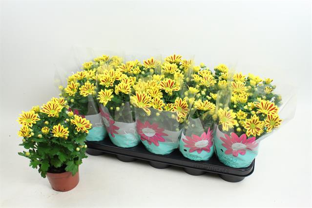 Chrysanthemum Indicum Rainbow Lake Worth 12Ø 24cm