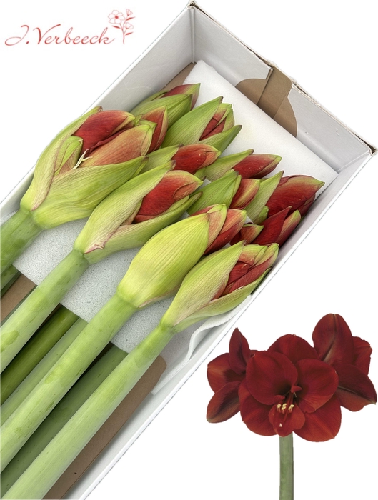 <h4>HIPP GA FERRARI</h4>