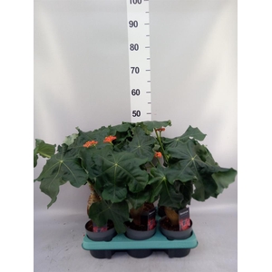 Jatropha podagrica