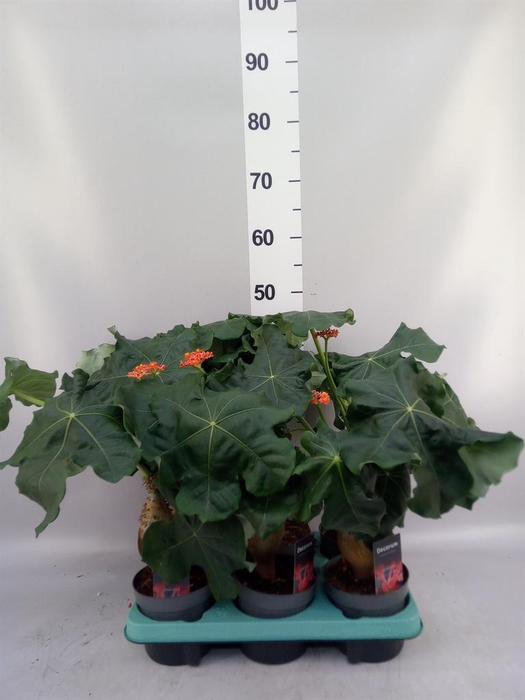 <h4>Jatropha podagrica</h4>