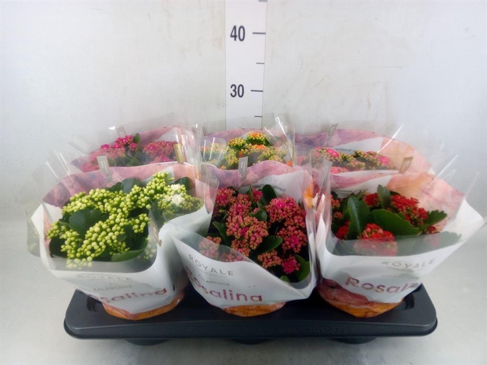 <h4>Kalanchoe blos. 'RoyalDon'   ..mix</h4>