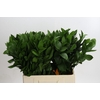 Ruscus Hypophyllum