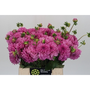 Dahlia Sandra
