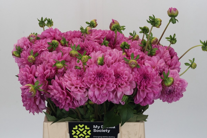 <h4>Dahlia Sandra</h4>