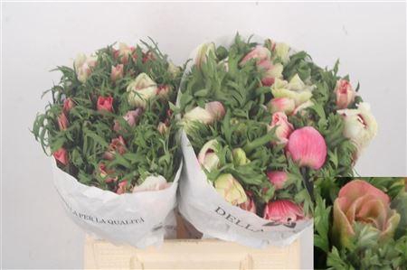 <h4>Anemone Mistral Bicolor</h4>