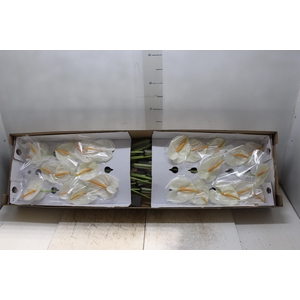 ANTHURIUM ACROPOLIS 9/11 035 CM DIAM MIN 9 CM BRANCO