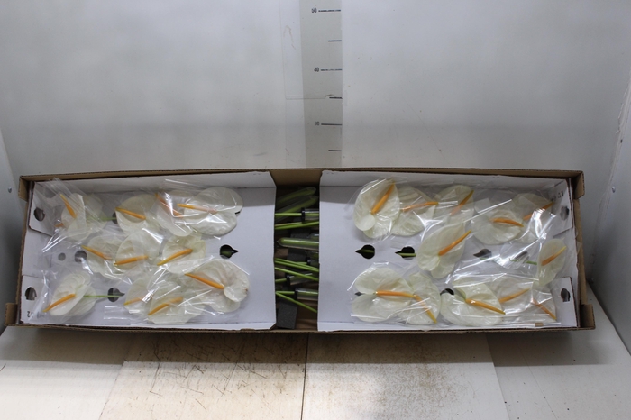 <h4>ANTHURIUM ACROPOLIS 9/11 035 CM DIAM MIN 9 CM BRANCO</h4>