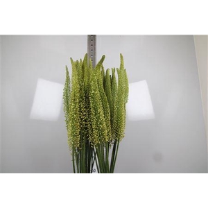 Eremurus Yellow Rebe
