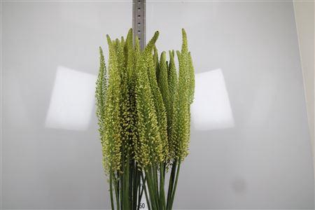 <h4>Eremurus Yellow Rebe</h4>