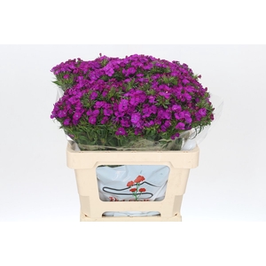 Dianthus Br Amazon Neon Purple