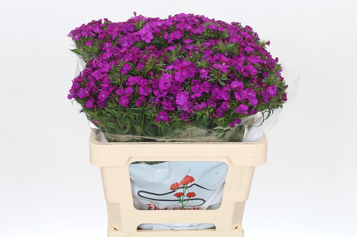 <h4>Dianthus Br Amazon Neon Purple</h4>