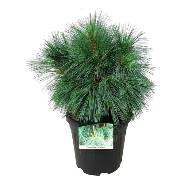 <h4>Pinus schwerinii 'Wiethorst'</h4>