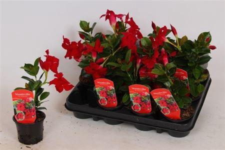 <h4>Mande Rio Petite Red</h4>