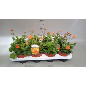 Geum coccineum 'Borisii'