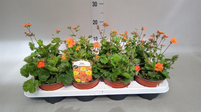 <h4>Geum coccineum 'Borisii'</h4>