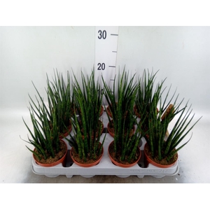 Sansevieria  'Fernwood'