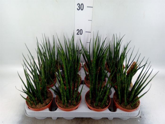 <h4>Sansevieria  'Fernwood'</h4>