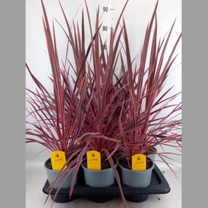 Cordyline   ...