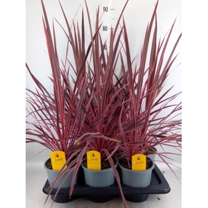 Cordyline   ...