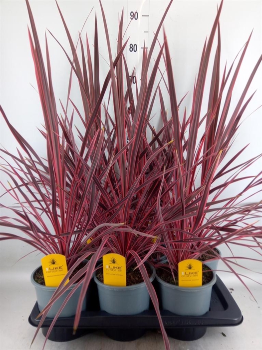 <h4>Cordyline   ...</h4>