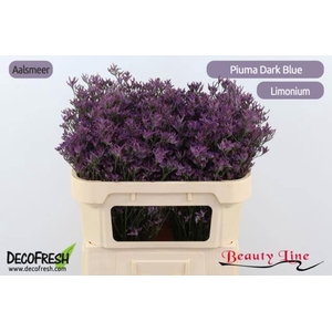 Limonium Piuma Dark Blue