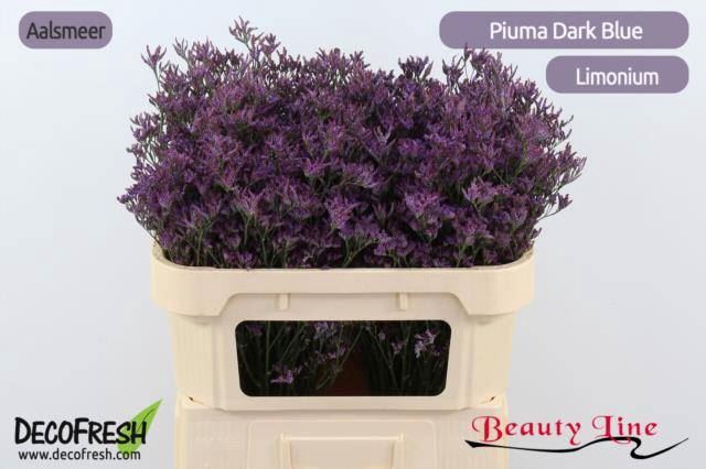 Limonium Piuma Dark Blue