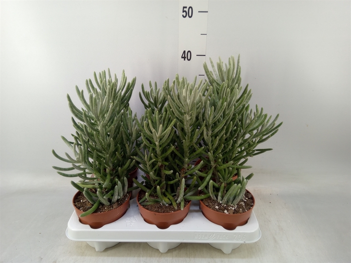 <h4>Senecio   ...</h4>