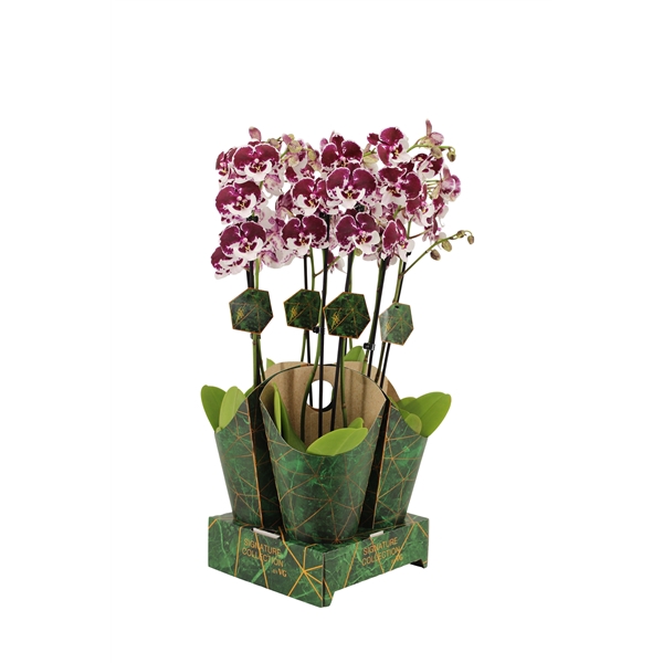 <h4>Signature Golden Nature Cover Phal Spider 2T16+</h4>