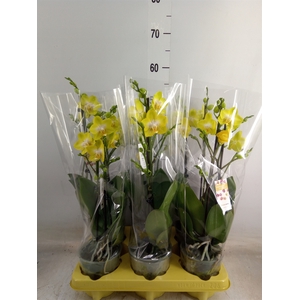Phalaenopsis   ...