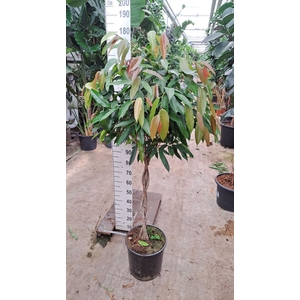 Ficus Amstel King