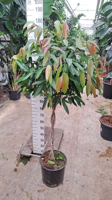 <h4>Ficus Amstel King</h4>