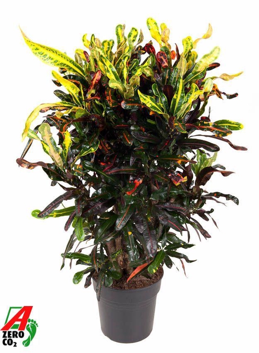 <h4>Codiaeum Mammi vertakt P27</h4>