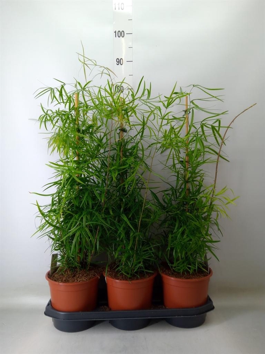 <h4>Asparagus falcatus</h4>