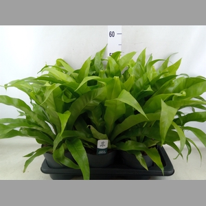 Asplenium antiquum