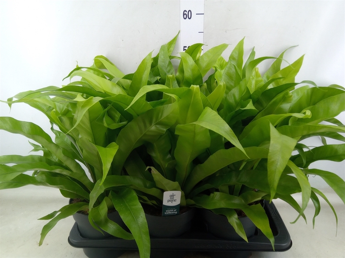 <h4>Asplenium antiquum</h4>
