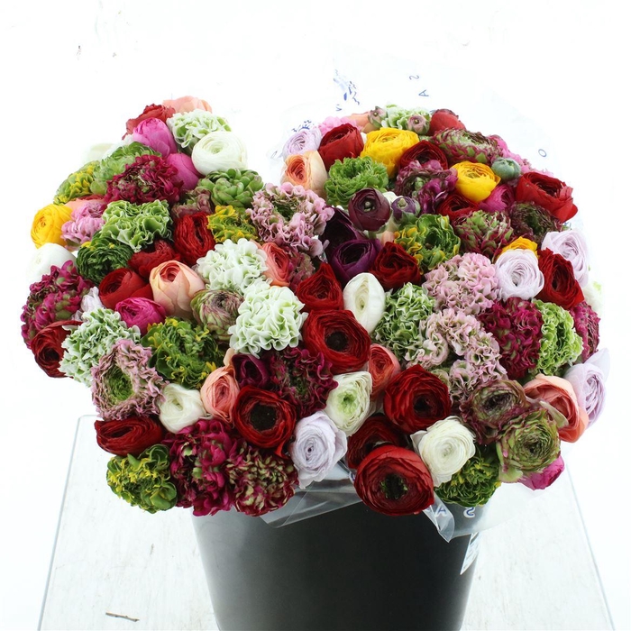 <h4>Ran Cloni-ponpon Mix In Bunch Extra</h4>