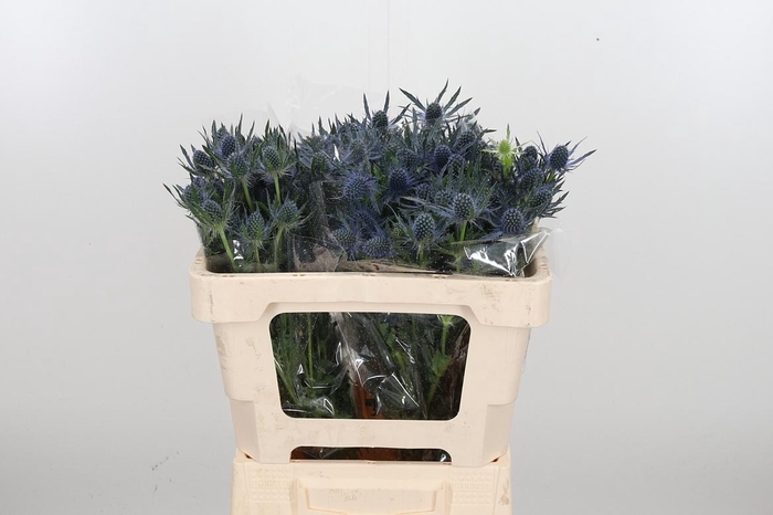 <h4>Eryng Mag Blue Lagoo</h4>