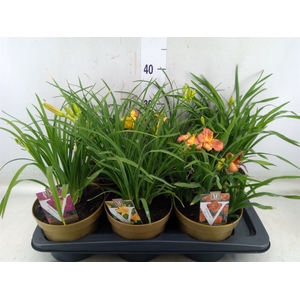 Hemerocallis   ...