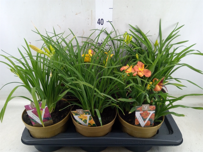 <h4>Hemerocallis   ...</h4>