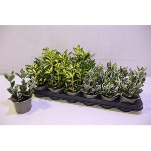 arr8 Euonymus Jap Gem