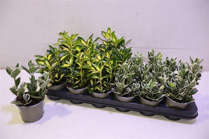 <h4>Euonymus Jap Gem</h4>