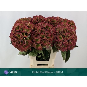 Hydr Elbtal Red Classic 60 cm Vicini