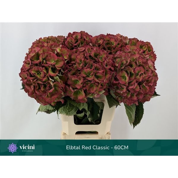 <h4>Hydr Elbtal Red Classic 60 cm Vicini</h4>