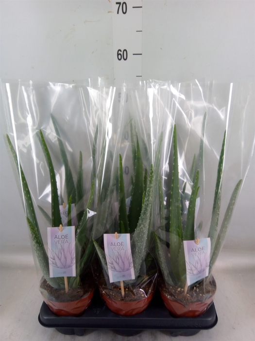 <h4>Aloe vera</h4>