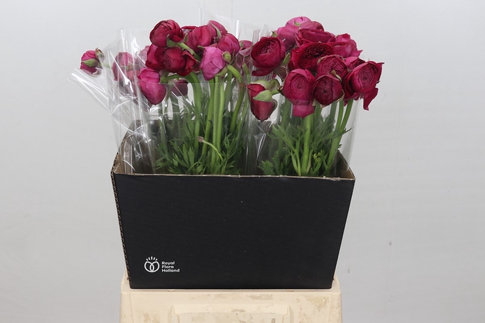 <h4>Ranunculus Charm Hot Pink</h4>