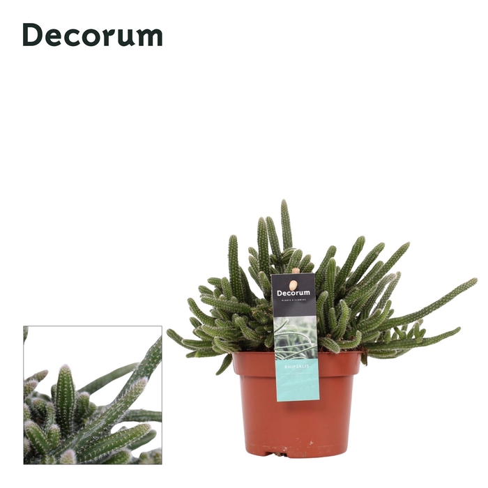 <h4>Rhipsalis baccifera Horrida 10,5</h4>