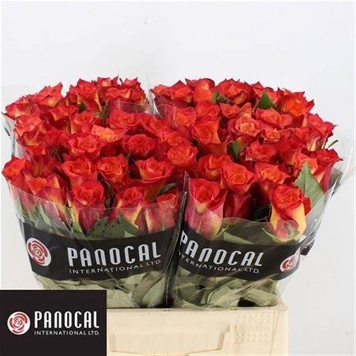 <h4>R GR LAMPION</h4>