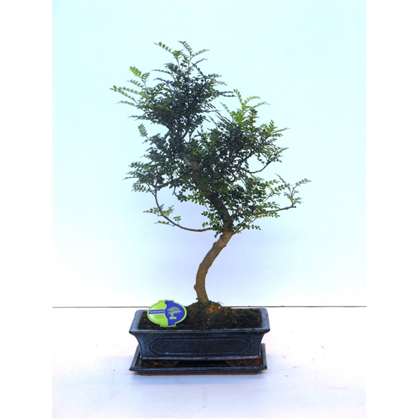 <h4>Zanthoxylum piperitum, 30cm., shape, with dip tray</h4>