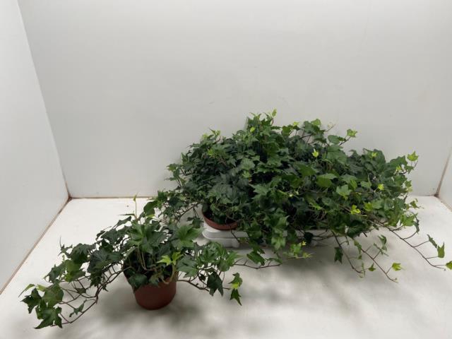<h4>HED HE GREEN RIPPLE</h4>