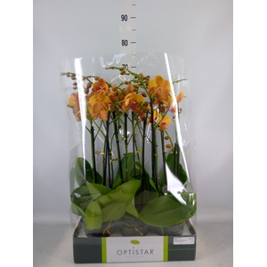 Phalaenopsis   ...orange